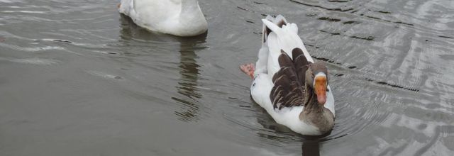 rencontre avec des oies 