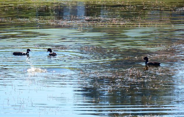 des ronds dans l'eau !