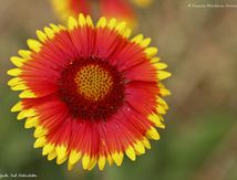 Hirta Rudbeckia 'Cappuccino'