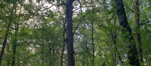 Les Arbres pour guérir la Terre | Ernst Zürcher 