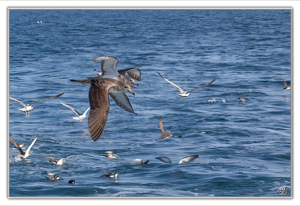 04 - Oiseaux