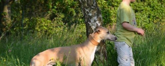 Florian et ses compagnons aux longs nez et à 4 pattes