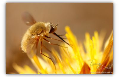 Plaidoyer pour les mouches