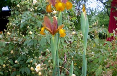 'Alister Stella Gray'