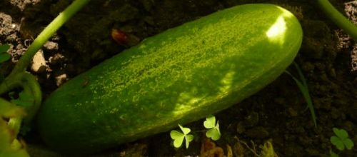 mes cornichons façon concombres !!! 