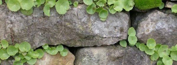 Umbilicus rupestris - ombilic des rochers - nombril de Vénus