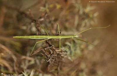 Phasme Pijnackeria masettii