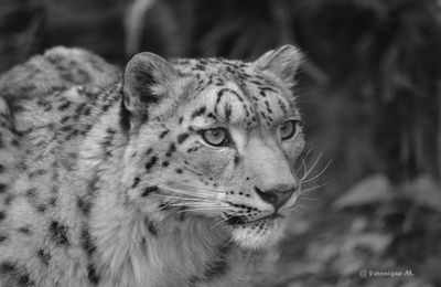 Ménagerie du jardin des Plantes : Esha et Makalu