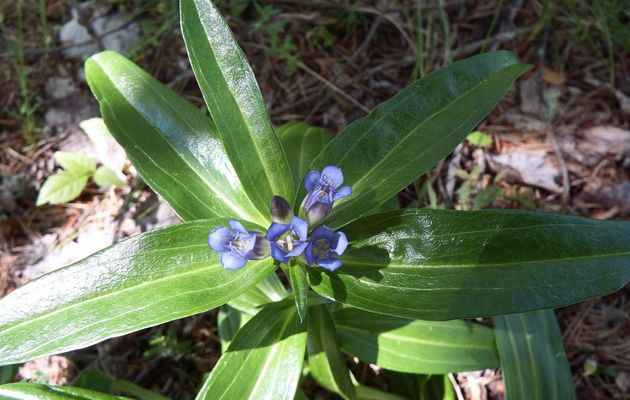 un gentiane croisette en macro cet été 