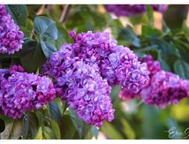 Murmure du jardin.