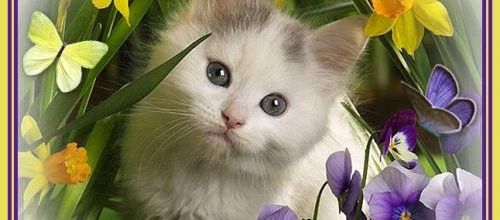  Bonjour le minou...