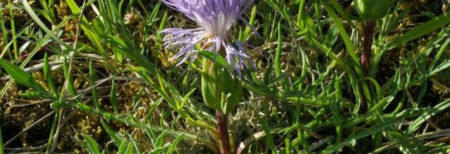 Carthamus mitissimus  syn. Carduncellus mitissimus - cardoncelle molle
