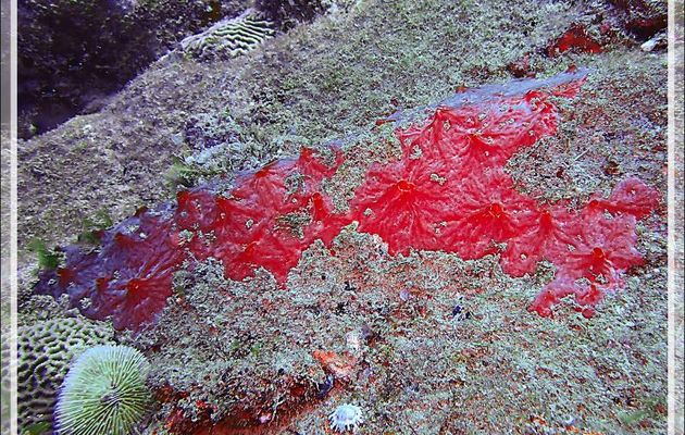 Éponge encroûtante rouge veinée blanc , Red encrusting sponge (Monanchora unguiculata) - Spot Antsoha (Rocher 4ème Frère) - Tsarabanjina - Mitsio - Madagascar
