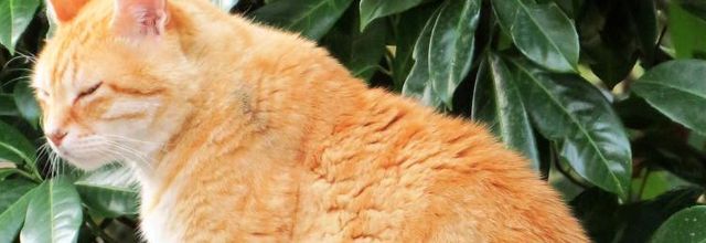 Chat roux (A & A et Cie n° 99) 