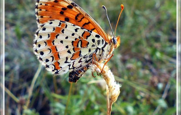 Revers du papillon Mélitée orangée (Didymaeformia didyma) - Varrados - Val d'Aran - Catalogne - Espagne