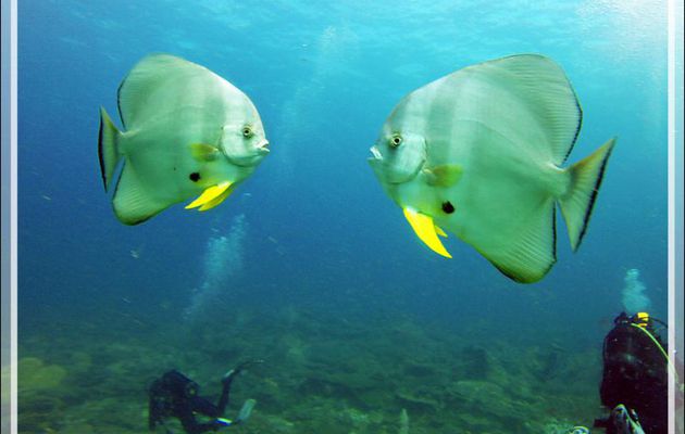 Platax à longues nageoires ou à grandes ailes ou Poisson chauve-souris teira, Tiera batfish, Longfin batfish (Platax teira) - Nosy Mitsio - Madagascar