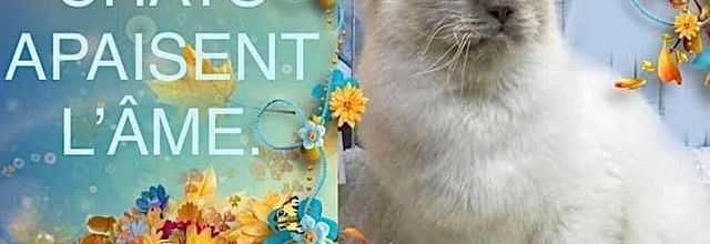 Les chats apaisent l'âme