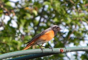 Dans le jardin - les oiseaux