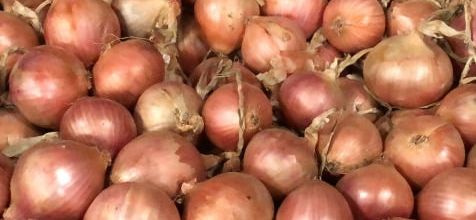  Oignons  Roscovites