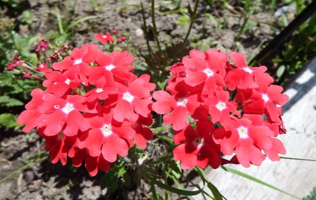 des fleurs pour vous ...