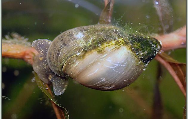Limnée commune, Limnée ovale, Wandering snail (Radix balthica) - Lartigau - Milhas - 31