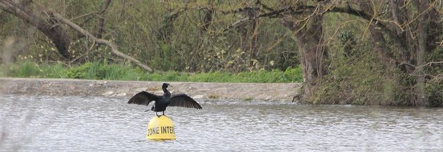 Analphabète le cormoran ? ou rebelle ?