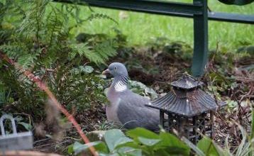 J'ai compté mes piafs