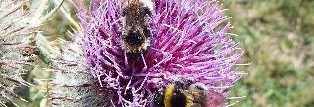Bourdons sur des centaurées 