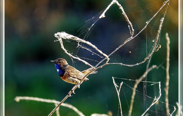 Gorge-bleue à miroir, Bluethroat (Luscinia svecica) - Ars-en-Ré - Ile de Ré - 17