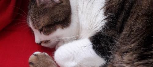 Sommeil profond