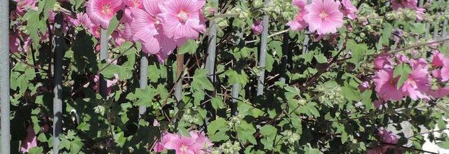 une jolie fleur en proxy-photo