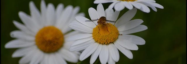 Jardin des Plantes : Petites pâquerettes ... 