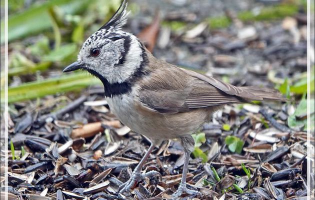 Mésange huppée, Crested Tit (Lophophanes cristatus) - Lartigau - Milhas - 31