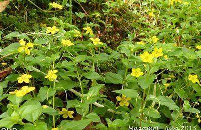 Lysimachia nemorum  -  lysimaque des bois