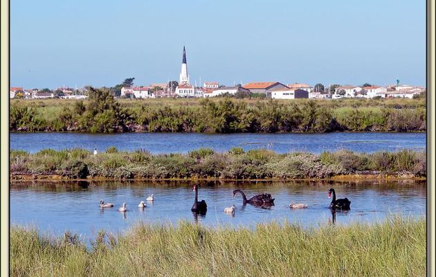Cygnes noirs,  Black Swans (Cygnus atratus) - Ars-en-Ré - Ile de Ré - 17