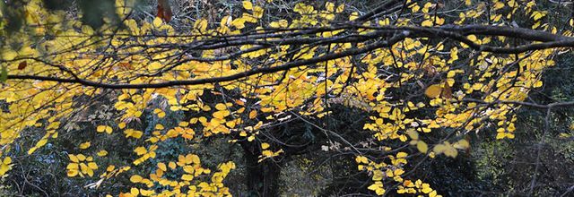 Automne : Poème : Nature en deuil de Sybille Rembard (2008)