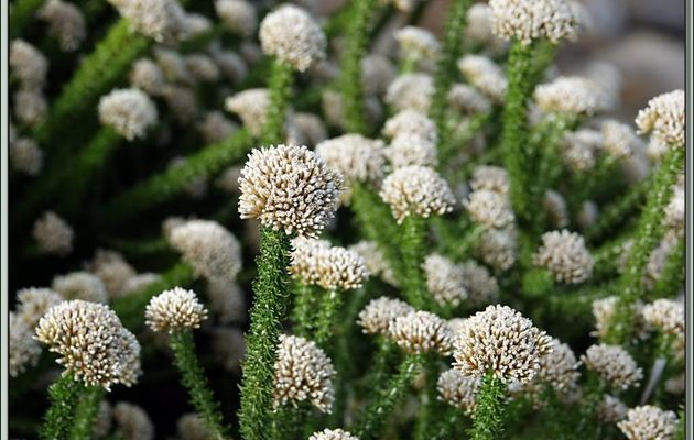 Buchu à odeur d'ail, Garlic buchu (Agathosma apiculata) - Camps Bay - Cape Town - Afrique du Sud