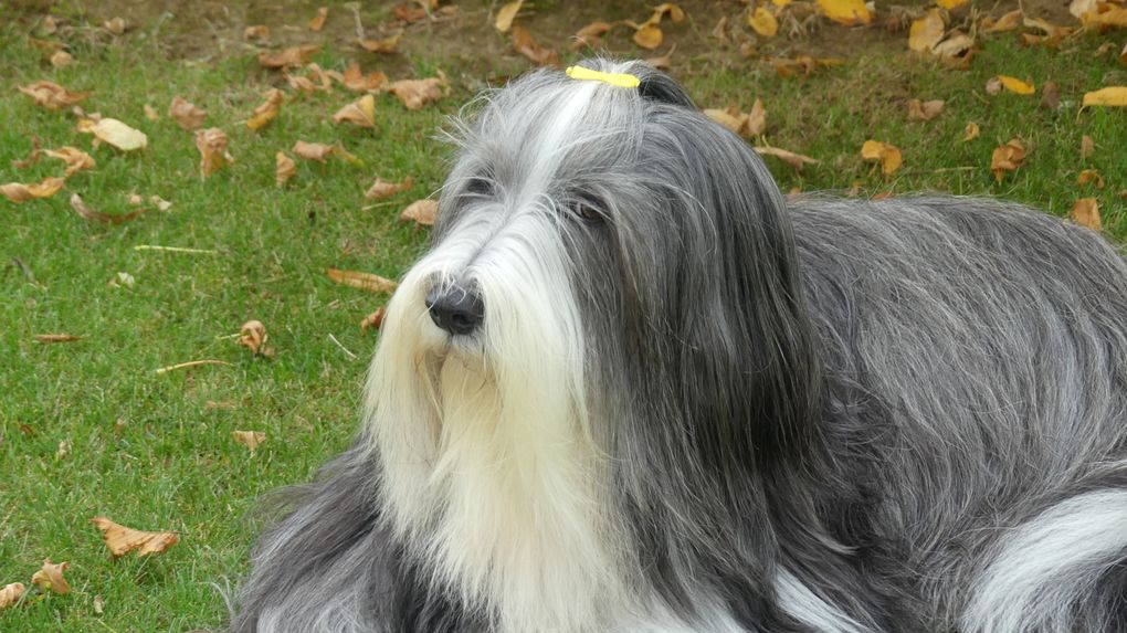 Diaporama Octavia * photos du 11.10.2025 