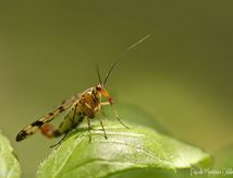 Panorpes ♂ ou mouche scorpion - Panorpa cognata