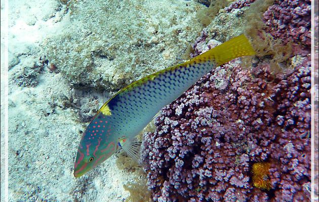 Labre ou girelle échiquier, Checkerboard wrasse (Halichoeres hortulanus) femelle - Jardin de Corail - Motu Tautau - Taha'a - Polynésie française