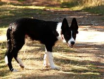 Grandir dans les Cévennes...