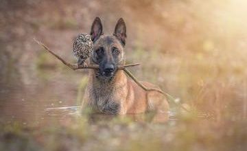 Un Berger Belge Malinois et un hibou