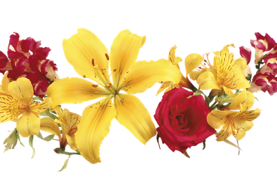 Les premières asphodèles en fleurs
