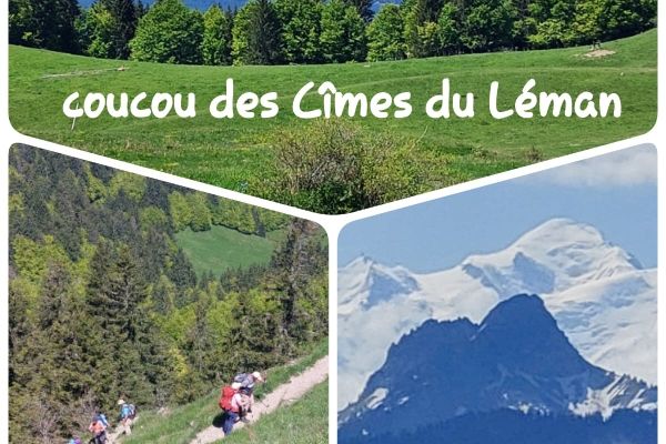 "Coucou des cimes du Léman"
