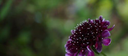 Deux facettes d'une même fleur