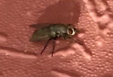 QUEL INSECTE EST-CE ? LE SAVEZ-VOUS ?