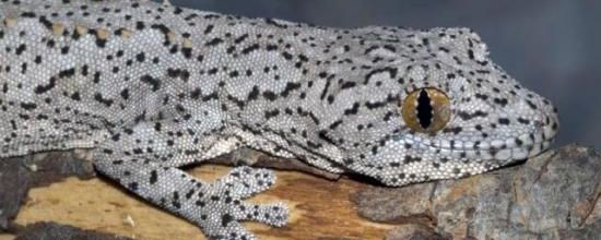 Strophurus williamsi