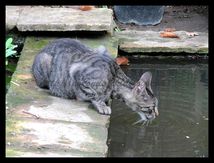 Chat Européen
