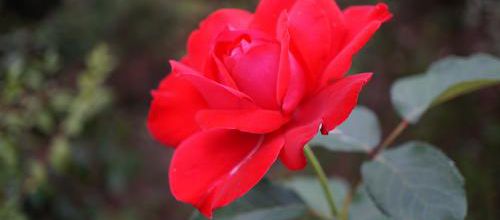 Un jour, une rose : Rouge passion