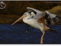 Pélican à dos rosé (Pelecanus rufescens)